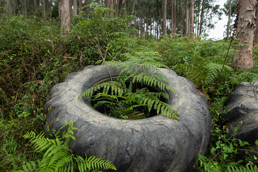 Large tire in a forest