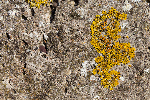 Evenly-distributed splatter of multi-coloured lichens showing the life that can grow upon stone, including patches of yellow, light and dark grey. Top view, suitable for use as a background. The yellow lichen is probably (Xanthoria parietina).