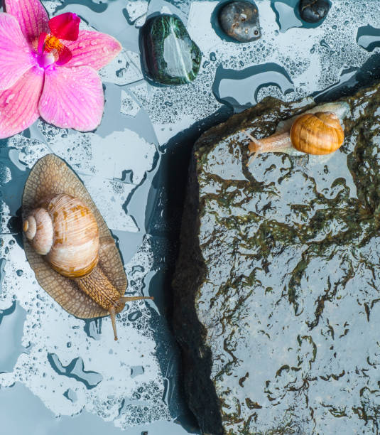 istock beautiful spa background with snail on wet stone surface and orchid 1410594512