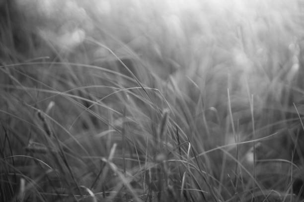 istock fresh forest green grass background, nature. Black and white 1410594514