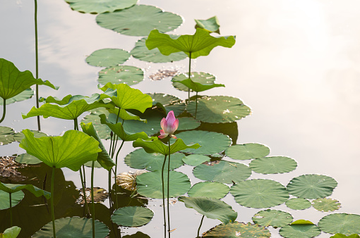 pink water lily or lotus flower on water. shallow depth of field