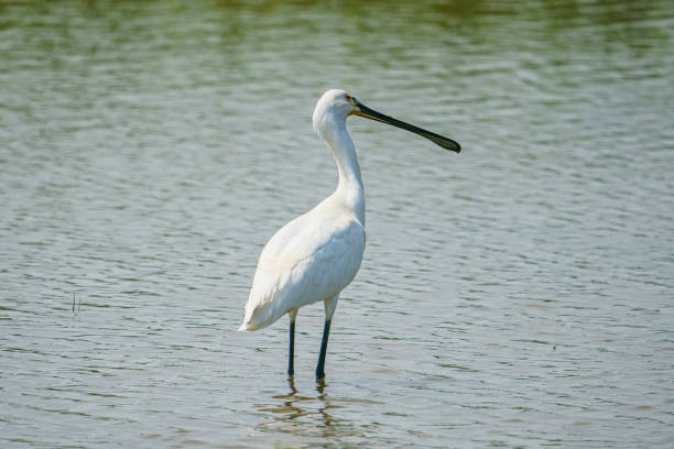 istock Eurasian Spoonbill (Platalea leucorodia) Turkey 1410594782