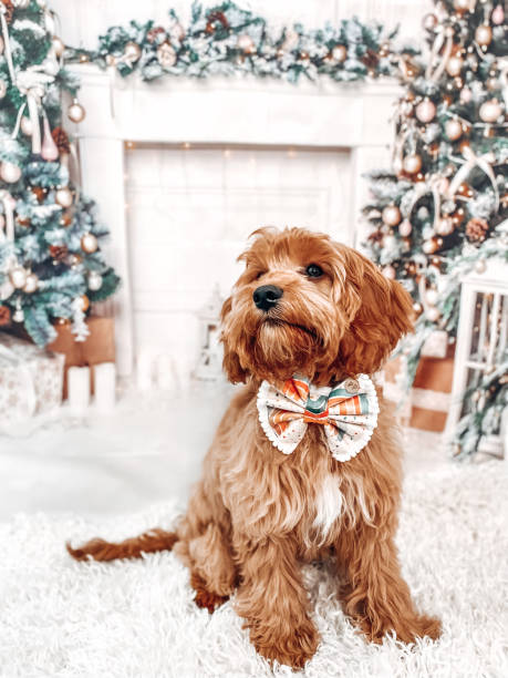 Puppy dog Christmas theme Cavoodle puppy in front of a Christmas backdrop poodle color image animal sitting stock pictures, royalty-free photos & images