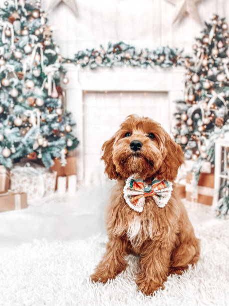 istock Puppy dog Christmas theme 1410594909