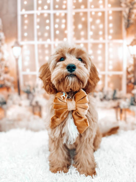 istock Puppy dog Christmas theme 1410594986