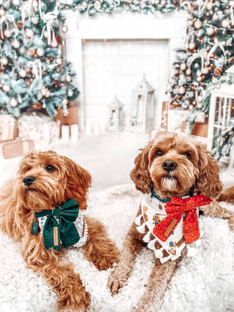istock Puppy dogs Christmas theme 1410595199