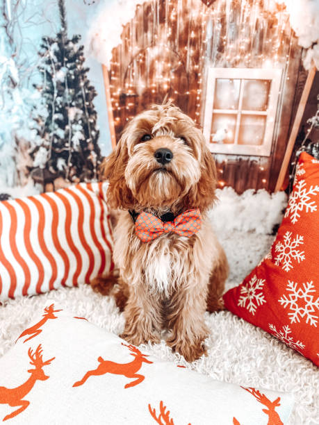 istock Puppy dog Christmas theme 1410595242