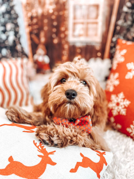 istock Puppy dog Christmas theme 1410595298