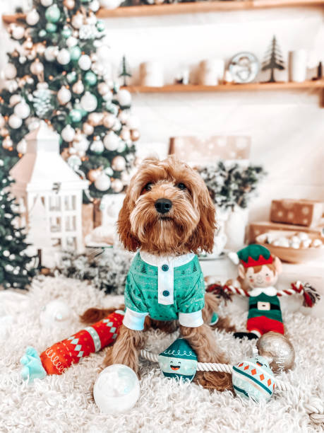 istock Puppy dog Christmas theme 1410595950
