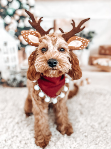 Cavoodle sitting in front of a Christmas theme backdrop looking at camera wearing reindeer antlers