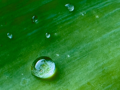 Tip of a green leaf dropping a droplet of water into water.  The tip of the leaf has a large water droplet.  There are smaller water droplets on other portions of the leaf and circular ripples in the water.