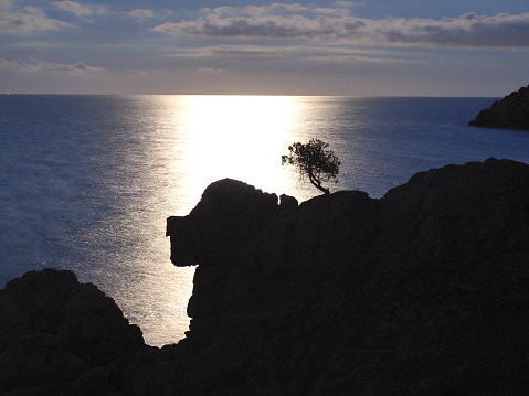 with parasol pine (Pinus pinea) in silhouette, Calella de Palafrugell, Costa Brava, Spain