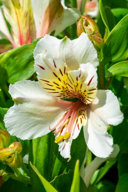 istock Alstroemeria 'Princess Stephanie' 1410597585