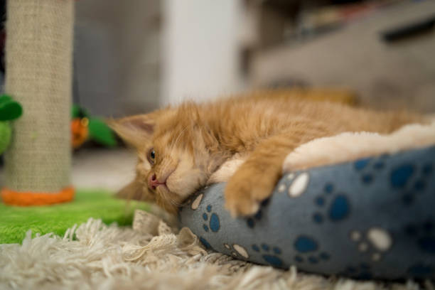 Orange Cat in a Cat Bed