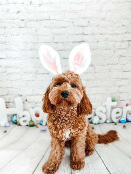 welpe hund osterhase ohren ostern thema - hasenohren kostümierung stock-fotos und bilder