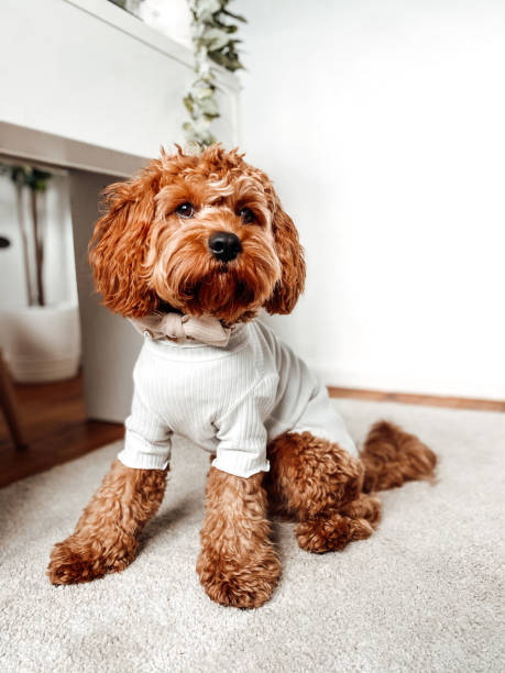 Puppy dog sitting down wearing a shirt Cavoodle puppy dog sitting down wearing a white shirt pet clothing stock pictures, royalty-free photos & images