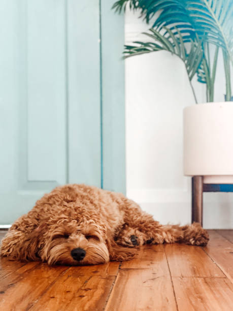 istock Puppy dog lying down asleep 1410598810