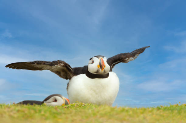 istock Atlantic puffin with open wings against blue sky 1410600603