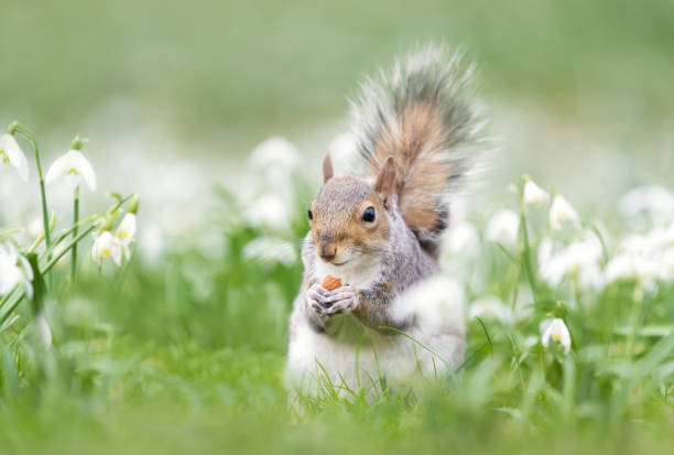 Close-up of a Grey Squirrel eating nut in snowdrops Close-up of a Grey Squirrel eating nut in snowdrops, spring in UK. snowdrops in woodland stock pictures, royalty-free photos & images