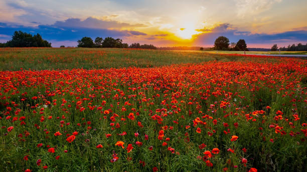 istock road in the countryside through poppy fields 1410600832