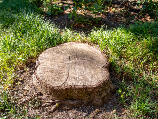 istock stump tree plant on green field 1410600921