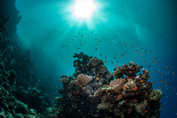 Reef scenery in the sunlight