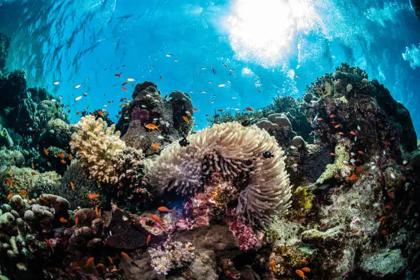 Reef scenery in the sunlight