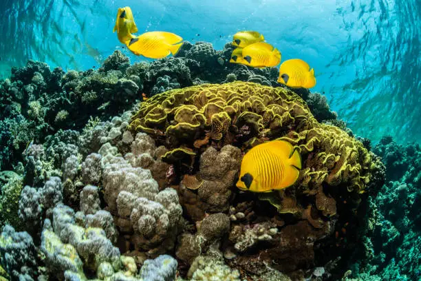 Yellow fish around a salad coral