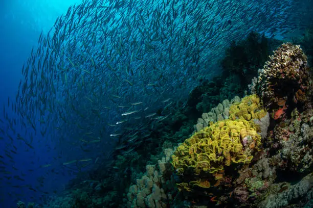 School of barracuda