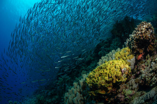 coral reef - safaga imagens e fotografias de stock