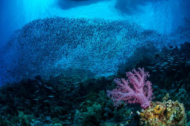 School of barracuda