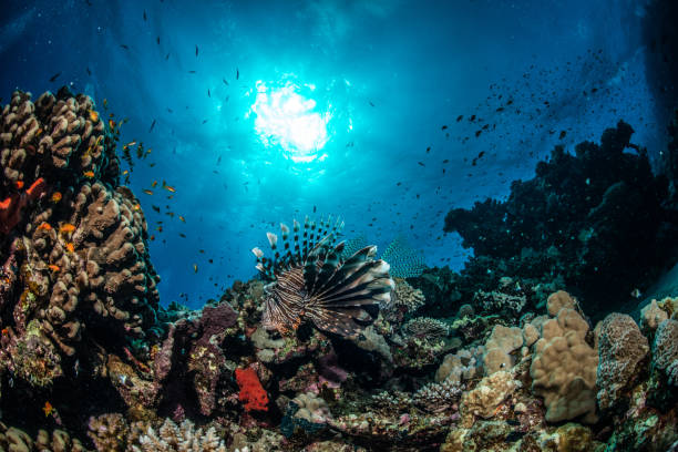 Coral Reef Lionfish posing in a reef scenery coral sea stock pictures, royalty-free photos & images