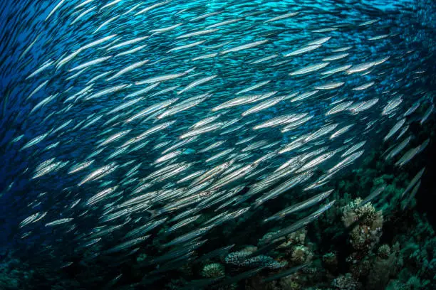 school of barracuda