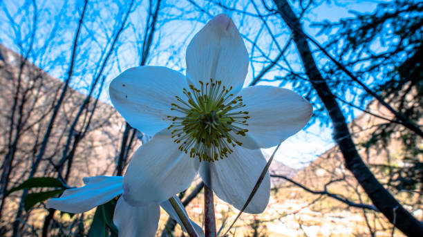 2022 02 26 pedescala helleborus niger - hellebore christmasrose stamen plant imagens e fotografias de stock