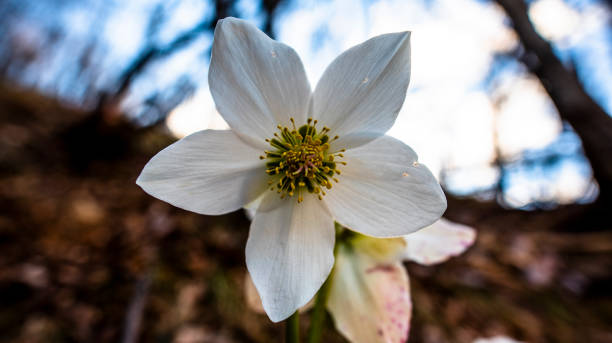 2022 02 26 페데스칼라 헬레보루스 니거 1 - hellebore christmasrose stamen plant 뉴스 사진 이미지