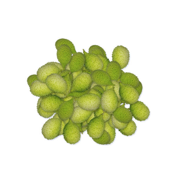 istock pile of fresh spiny gourd isolated on white. 1410603460