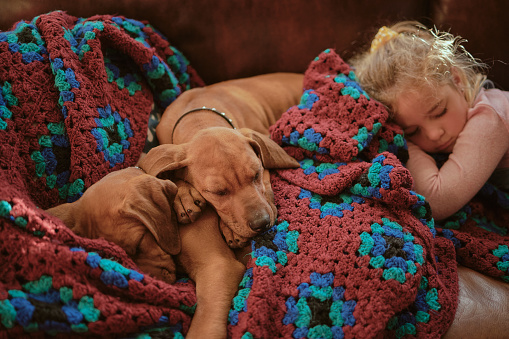 Cute Ridgeback puppies and a little girl sleeping together on a couch at home. Adorable young child and dogs tired and resting on a sofa after playing all day. Cuddly pets and kid asleep in a house