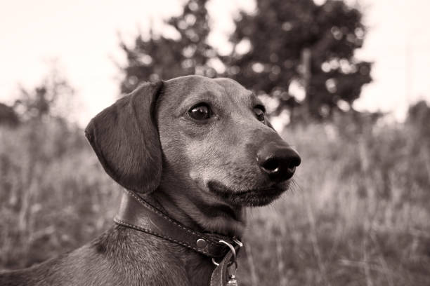 istock Portrait of a hunting dog 1410603868