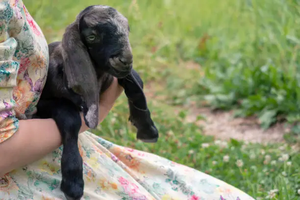 Nubian goat in human hands outdoors. Moon spotted 5 days old baby. Looking at camera. Selective focus