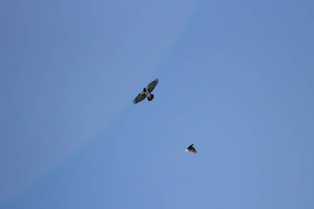 istock Bird in sky. Crow on blue background. 1410604981