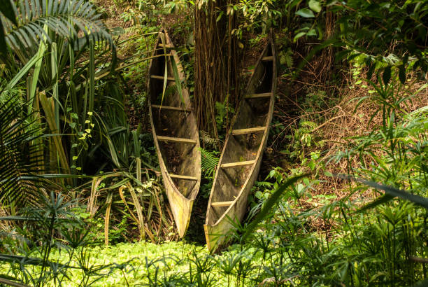 Tropical rain forest