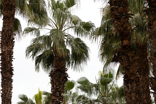 Popular decorative palm Cycas revoluta in the garden