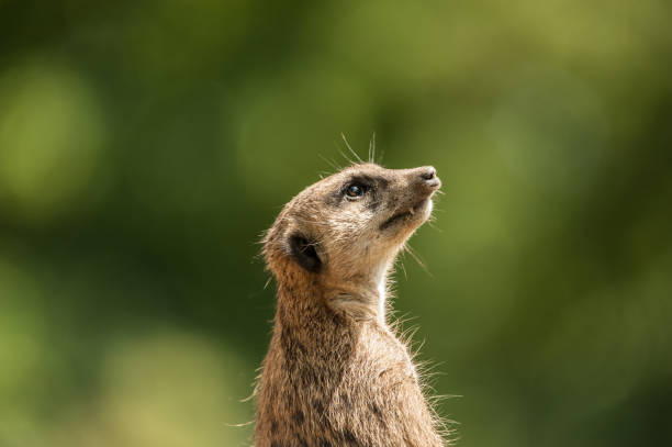 istock Animals in the Zoo 1410605266