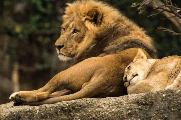 istock Animals in the Zoo 1410605324