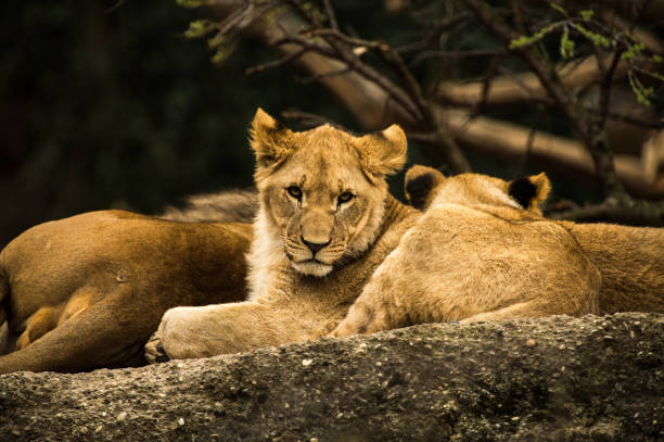 istock Animals in the Zoo 1410605329