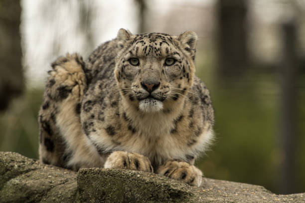 istock Animals in the Zoo 1410605339