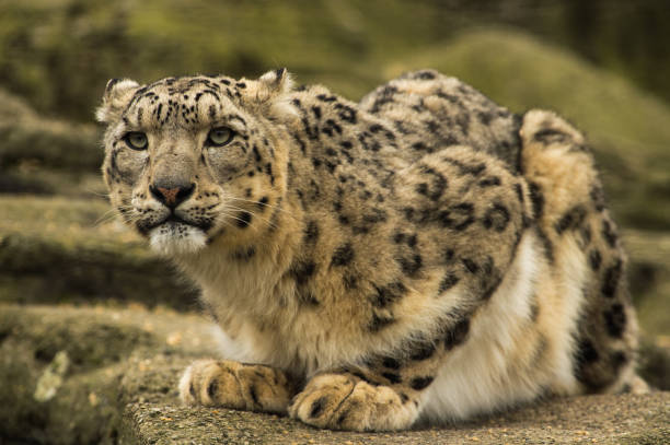 istock Animals in the Zoo 1410605342
