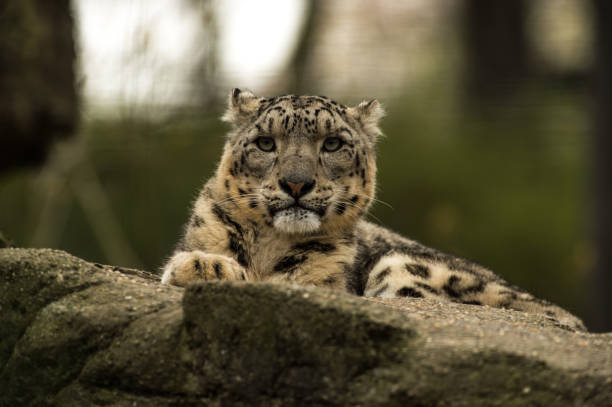 istock Animals in the Zoo 1410605344