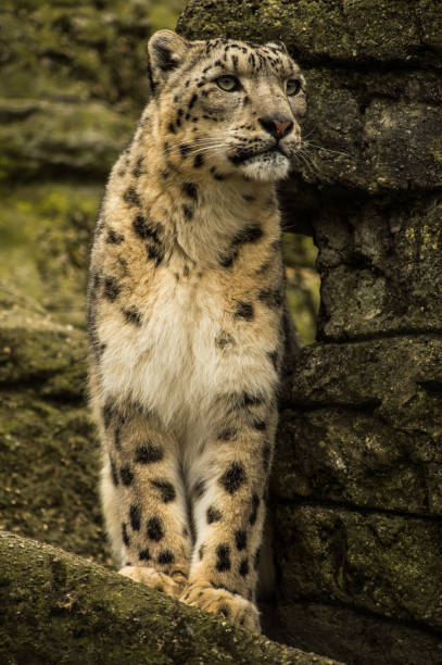 istock Animals in the Zoo 1410605354