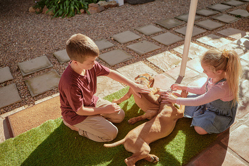 Happy sibling kids petting their two dogs outside in their backyard from above. Brother and sister loving their pets at home. Little girl and boy playing with and caring for their ridgeback puppies